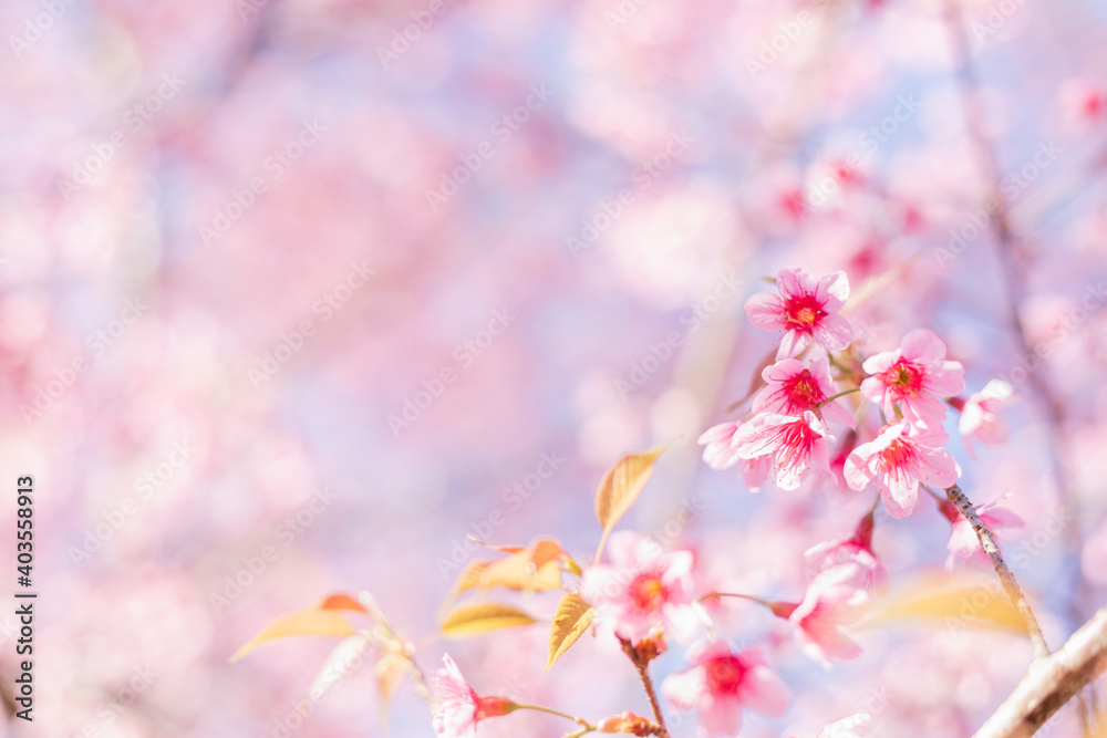 Sakura flower background. Spring background with cherry flowers blossom