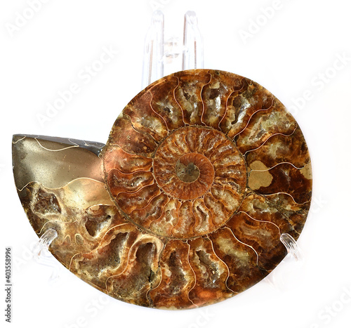 Ancient fossil ammonite on white background