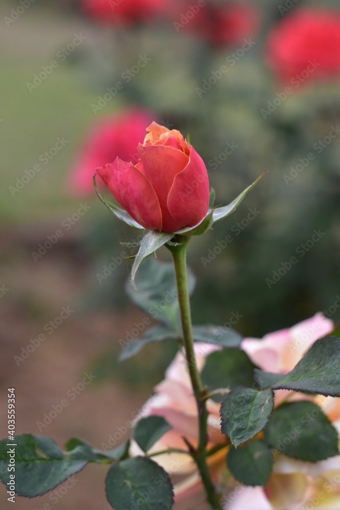 Pink Rose
6000 x 4000, 300dpi , Nikon D5600 Pink Rose
6000 x 4000, 300dpi , Nikon D5600