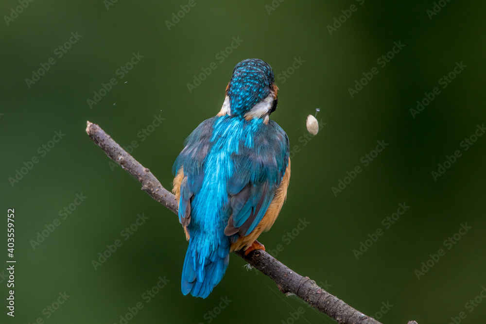 Obraz premium Eisvogel (Alcedo atthis) schüttelt Speiballen weg