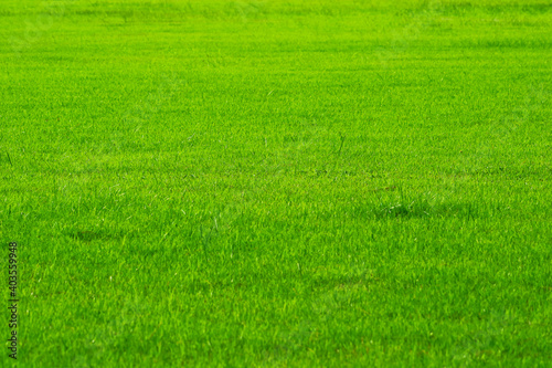 Football field nature green grass in background