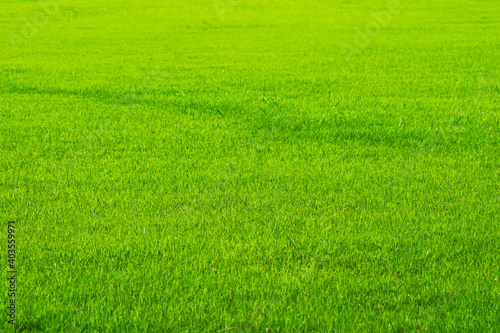 fresh nature green grass in the garden
