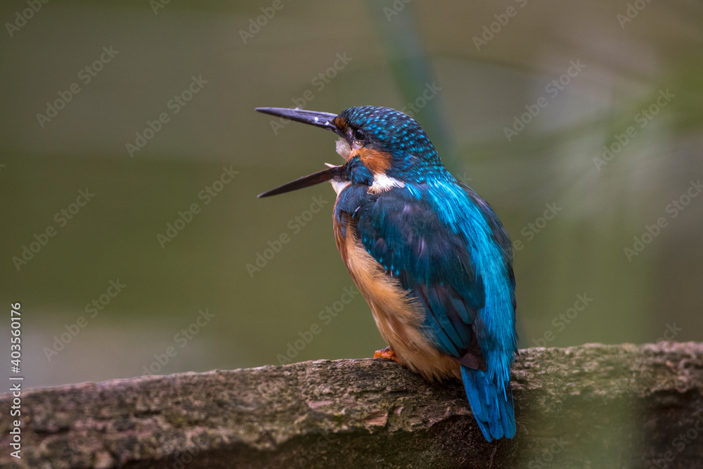 Eisvogel (Alcedo atthis) würgt Speiballen aus Eisvogel (Alcedo atthis) würgt Speiballen aus