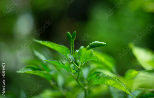 green leaves of chilli