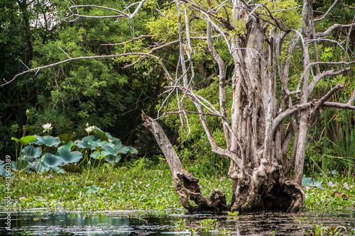 Sri lanka. Humedales y zonas pantanos. paseo en canoa