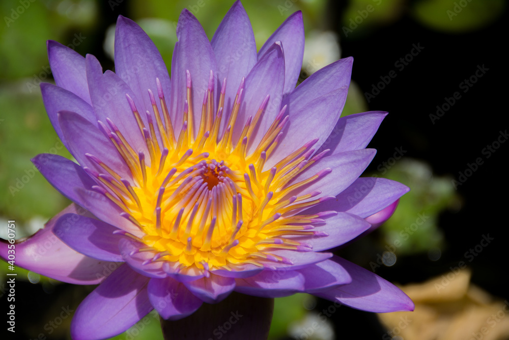 Naturaleza y flores tropicales en Sri Lanka