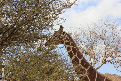 Canvas Print giraffe in the wild