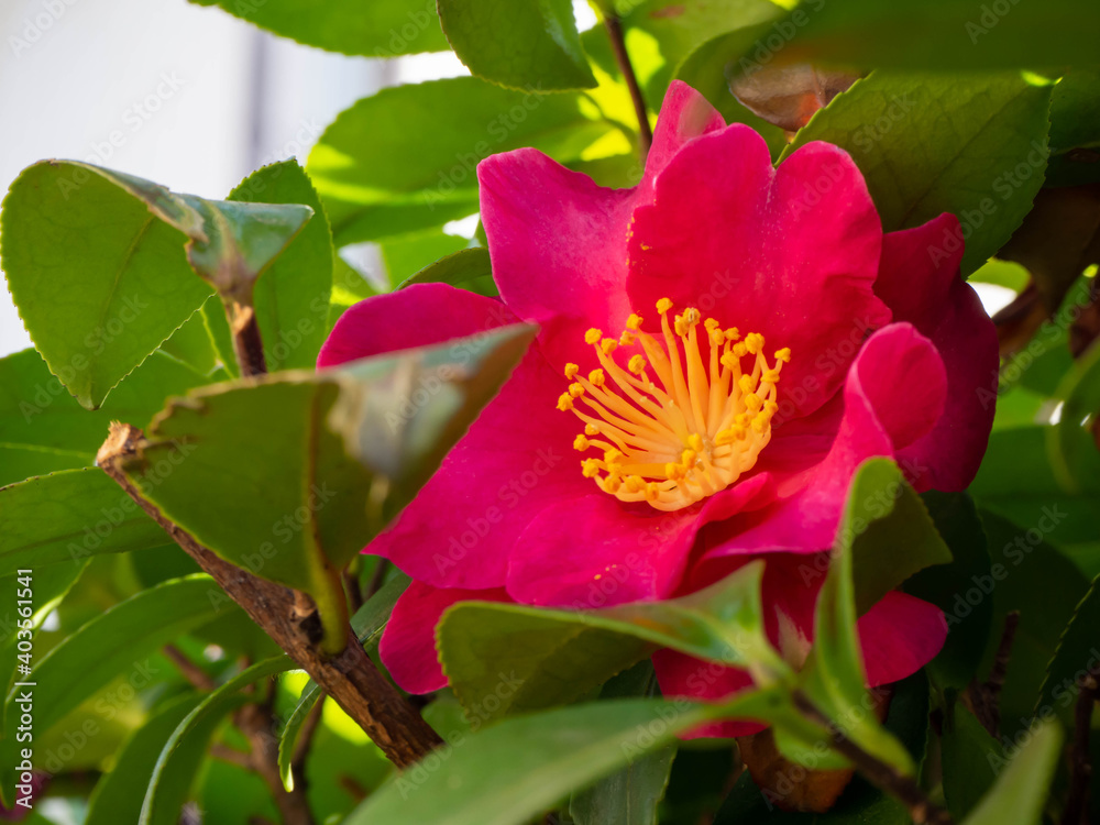 色鮮やかな満開の山茶花の花 色鮮やかな満開の山茶花の花