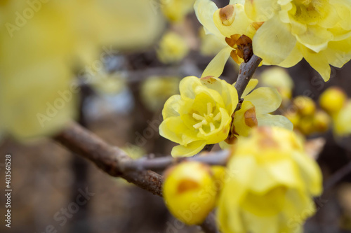 真冬に咲く黄色い蝋梅の花 photo