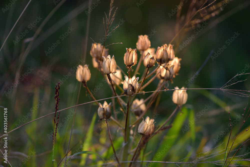 Weeds Weeds
