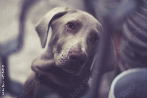 Weimaraner dog photograph