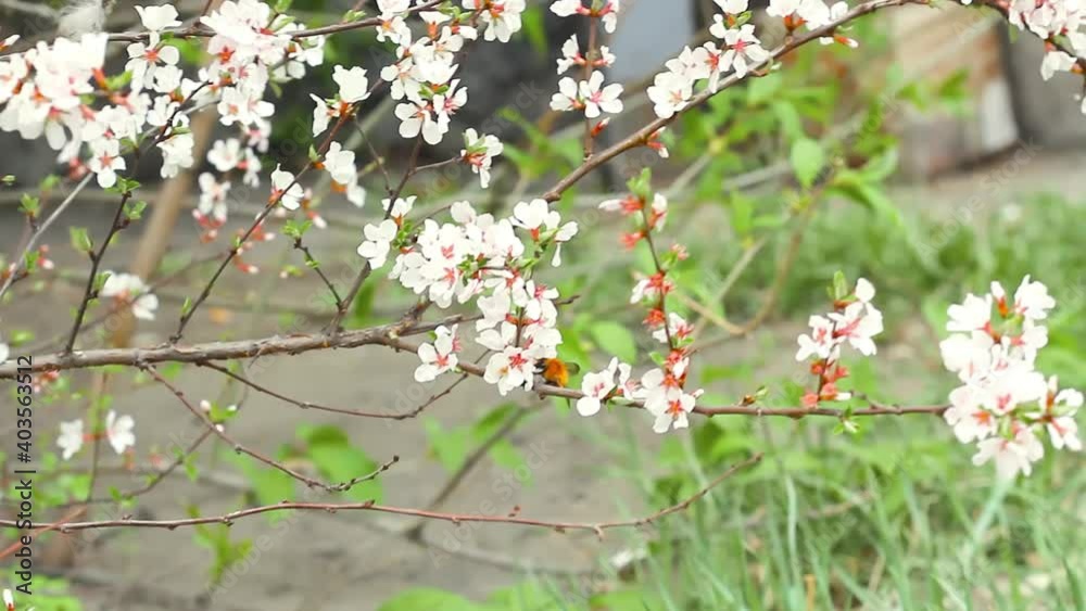 Bumblebee flies among branches of blooming tender cherry and collects pollen from sakura flowers in spring Bumblebee flies among branches of blooming tender cherry and collects pollen from sakura flowers in spring