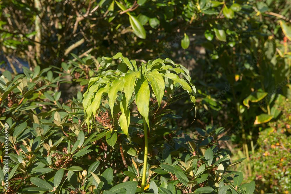 Umbrella Shape Green Leaves of a Himalayan Cobra Lily (Arisaema consanguineum) Growing in a Garden in Rural Devon, England, UK