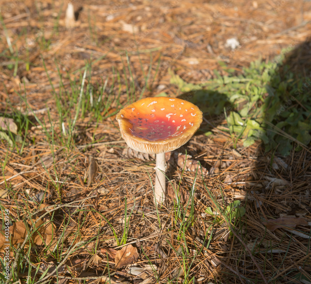 Autumn Colour of a Poisonous Fly Agaric Mushroom (Amanita muscaria) Surrounded by Pine Needles on the Floor of a Forest in Rural Devon, England, UK Autumn Colour of a Poisonous Fly Agaric Mushroom (Amanita muscaria) Surrounded by Pine Needles on the Floor of a Forest in Rural Devon, England, UK