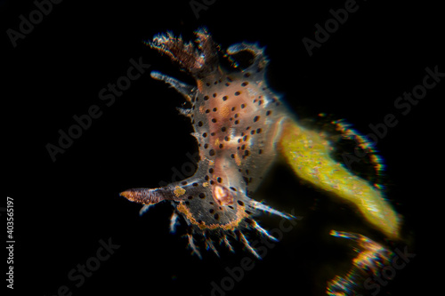 Nudibranch or Polycera melanosticta photo