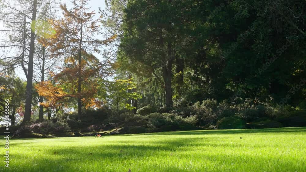 Colorful close tracking shot of tall trees and green grass Colorful close tracking shot of tall trees and green grass