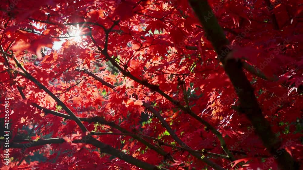 Red leaves maple tree in a garden