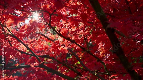 Red leaves maple tree in a garden