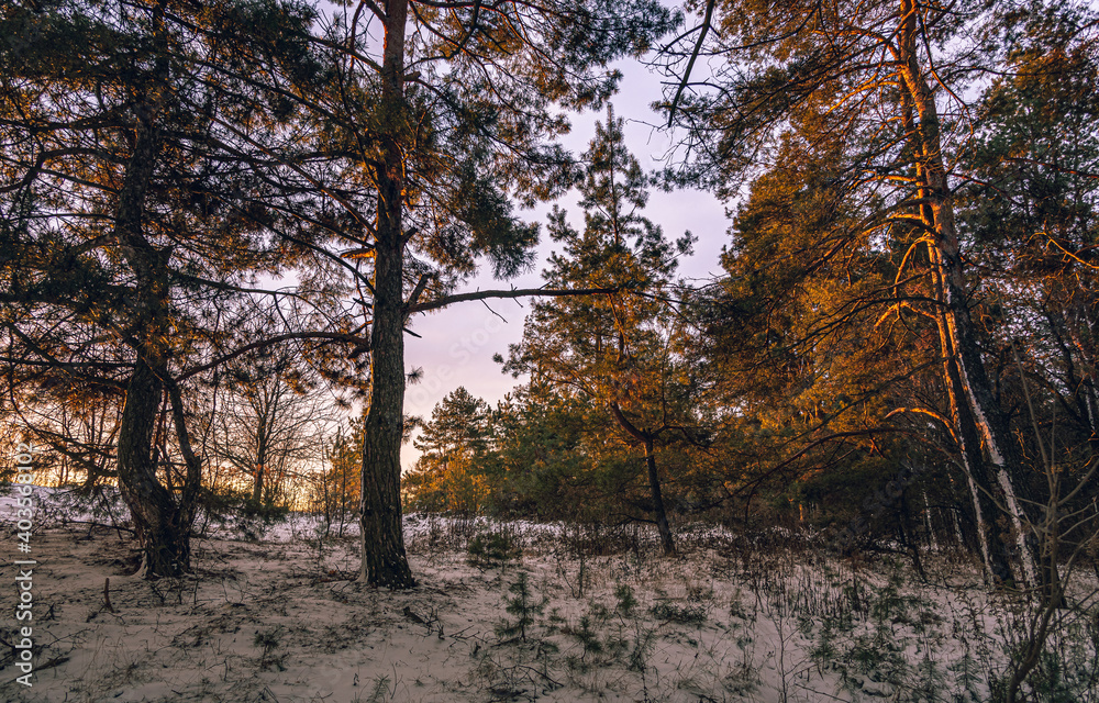Fototapeta premium Winter forests