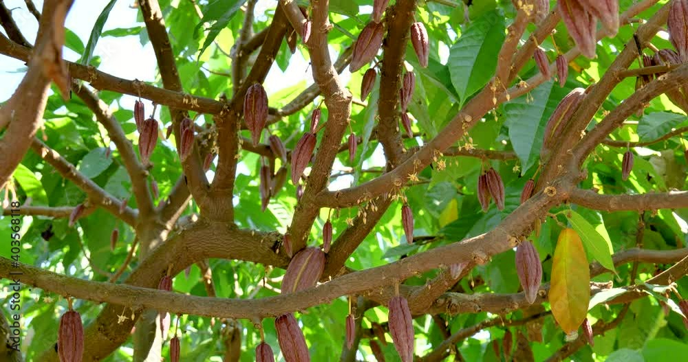 The cocoa tree with fruits. Yellow and green Cocoa pods grow on the ...