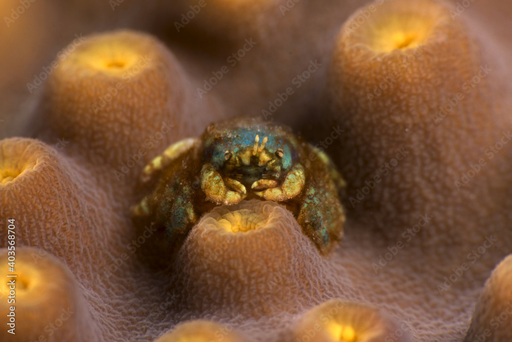 Coral gall crab (Pseudocryptochirus viridis). Romblon, Philippines.