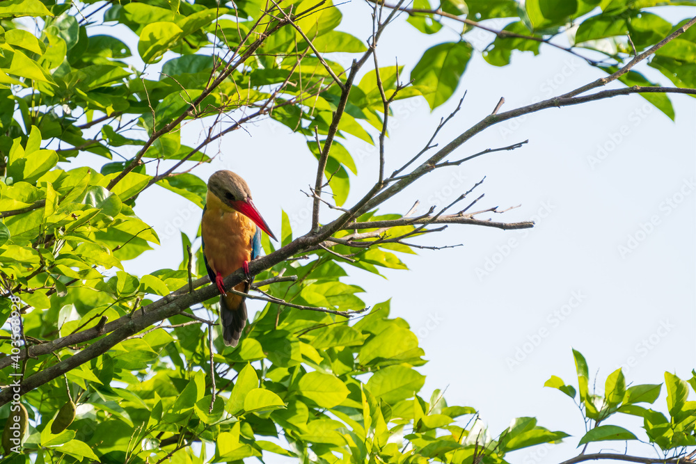 Fototapeta premium Stork-billed kingfisher perching on the tree branch.