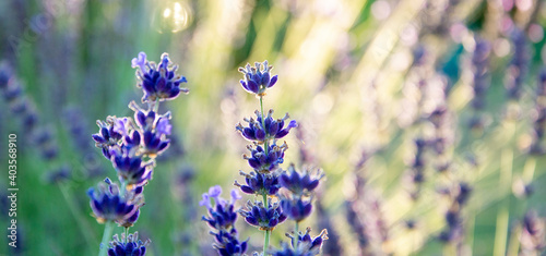 Close up of lavender flowers in the garden during the sunset. Lavandula Angustifolia in the bloom.