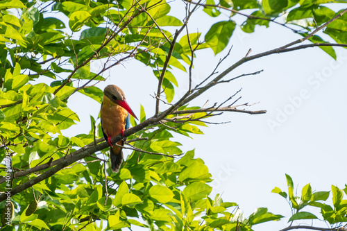 Stork-billed kingfisher perching on the tree branch.