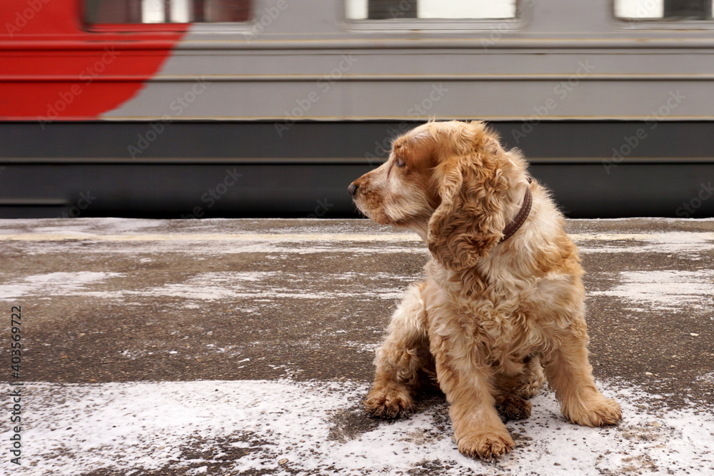 The dog sits on the station platform and looks at the passing train, meets or escorts the owner. The dog sits on the station platform and looks at the passing train, meets or escorts the owner.
