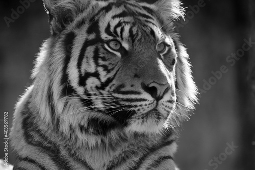 Black and white tiger portrait