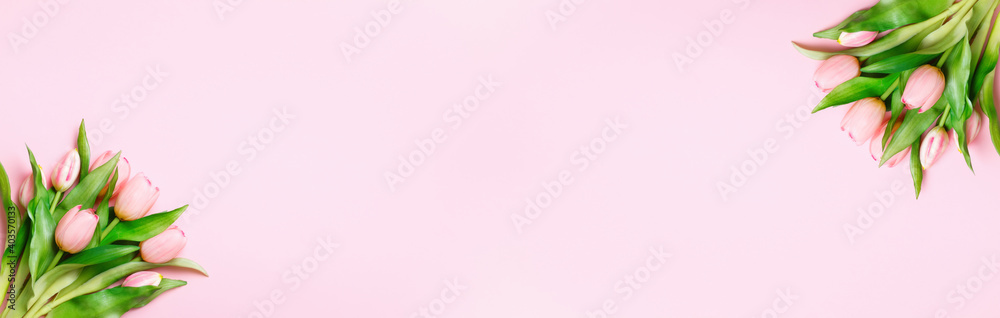 Tulips on a pink background. Easter and spring concept. Top view banner with copy space flat lay greeting card.