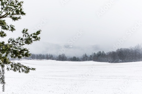 Winter foggy pine forest scene. Frosty winter morning in the woods. Ecological concept. Winter in the Czech Republic. © martinfredy