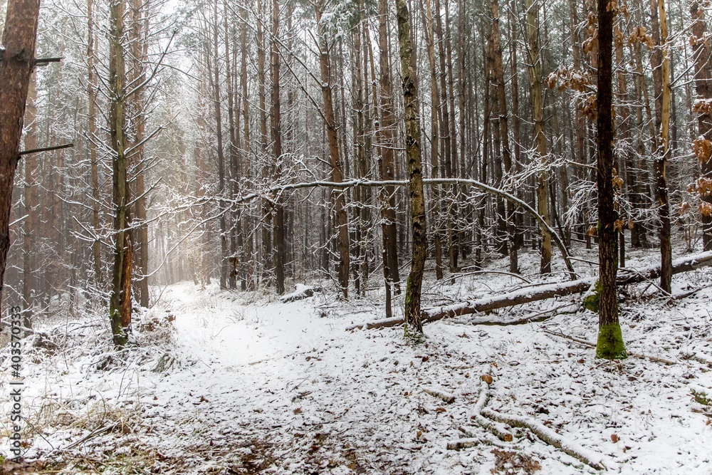 Winter foggy pine forest scene. Frosty winter morning in the woods. Ecological concept. Winter in the Czech Republic. Winter foggy pine forest scene. Frosty winter morning in the woods. Ecological concept. Winter in the Czech Republic.