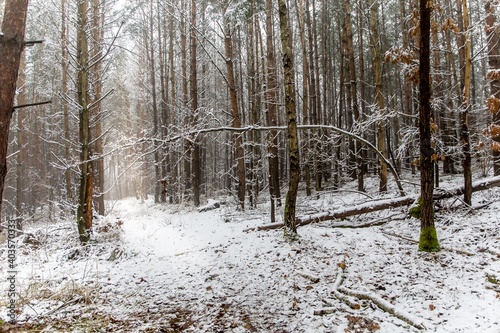 Winter foggy pine forest scene. Frosty winter morning in the woods. Ecological concept. Winter in the Czech Republic.