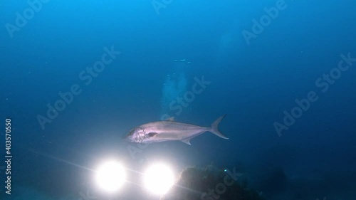 Wallpaper Mural Jack fish swimming clouse up to a video lights Torontodigital.ca