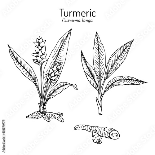 Curcuma zedoaria, zedoary, white turmeric or kentjur, edible and medicinal plant