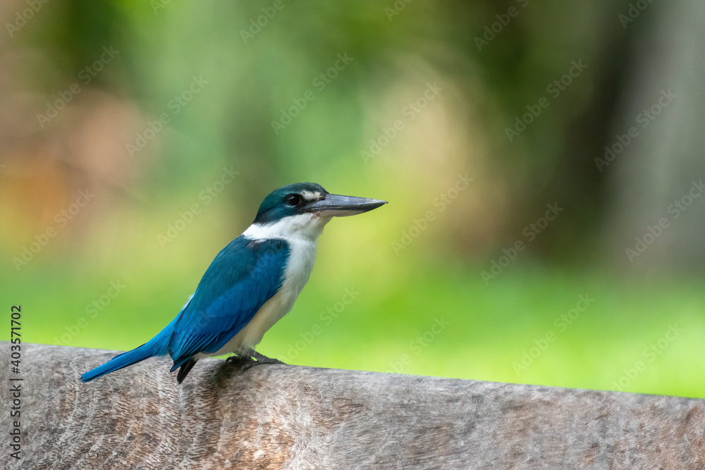 Collared kingfisher perching on the bench. Collared kingfisher perching on the bench.