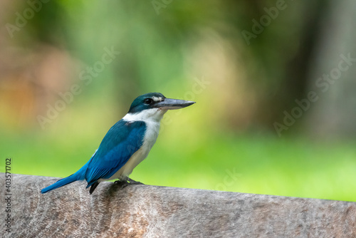 Collared kingfisher perching on the bench. © hit1912