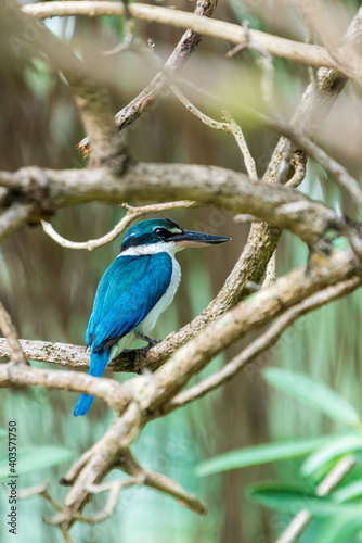 Collared kingfisher perching on the tree branch.