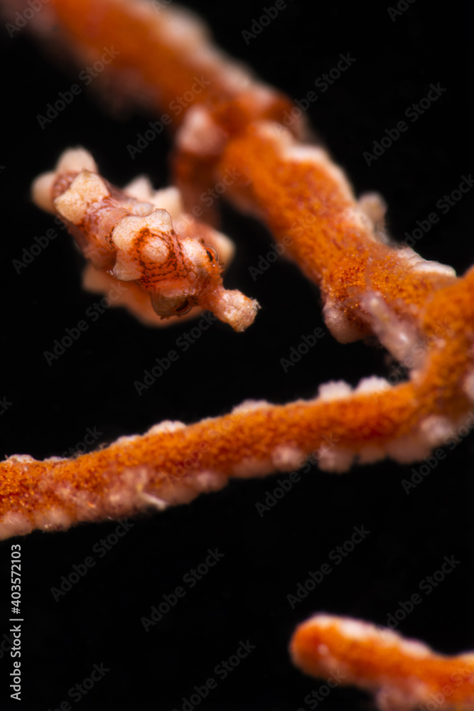 Denise's pygmy seahorse (Hippocampus denise). Underwater macro photography from Romblon, Philippines