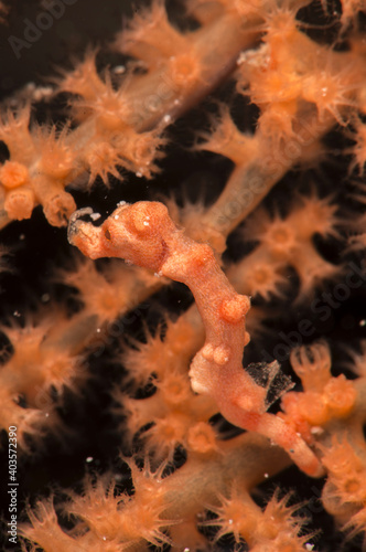 Denise's pygmy seahorse (Hippocampus denise). Underwater macro photography from Romblon, Philippines