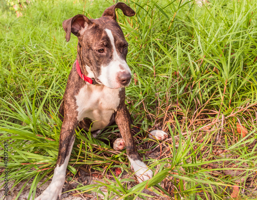 A cute Pittbull Terrier is playing in the forest