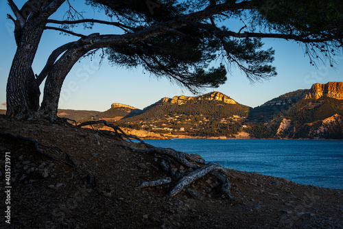 cap Canaille cassis France ,in evening light on the cliffs with a tree in the foreground © robert