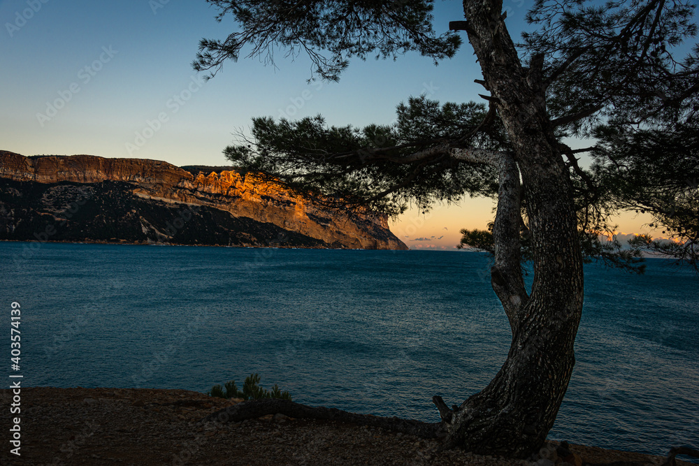 cap Canaille cassis France ,in evening light on the cliffs with a tree in the foreground