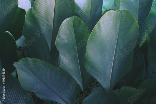 Tropical Leaves of Calathea lutea (Aubl.) G. Mey., Cigar Calathea Plant in Blue Tone Color Natural Pattern Background photo