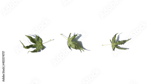 Dried green maple leaf isolated white background.
