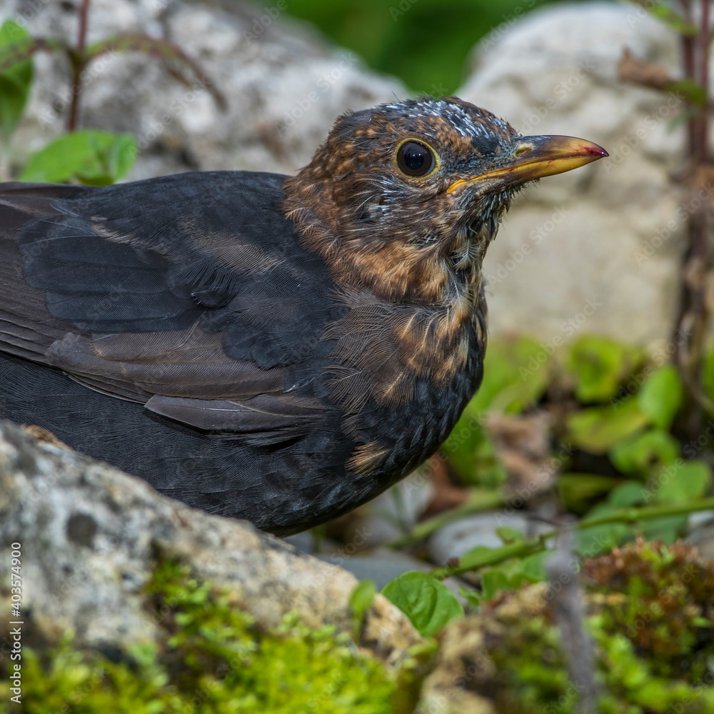 Amsel (Turdus merula) Männchen Amsel (Turdus merula) Männchen