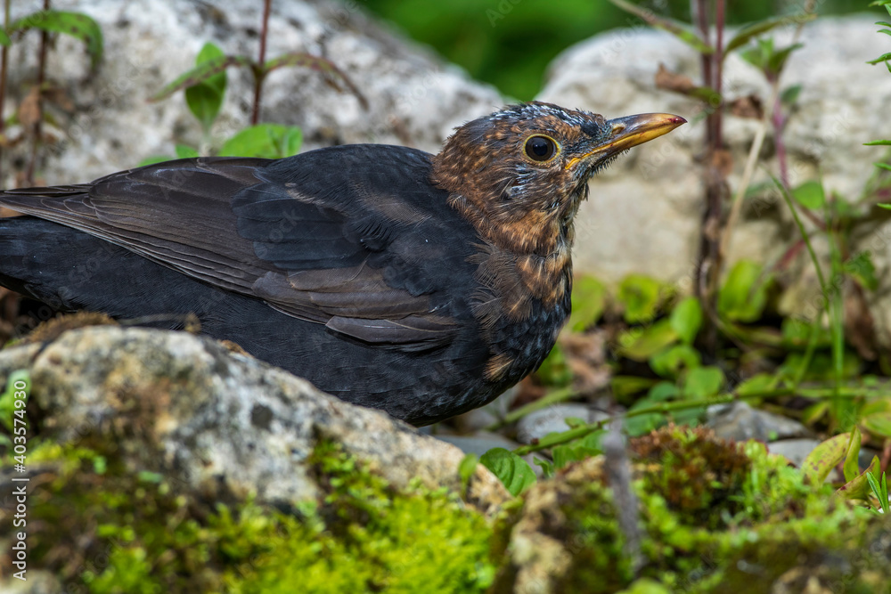 Amsel (Turdus merula) Männchen Amsel (Turdus merula) Männchen