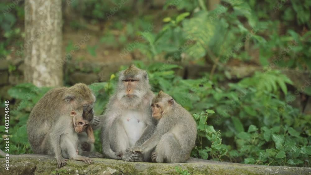 Family Of Macaques In Ubud Forest Family Of Macaques In Ubud Forest