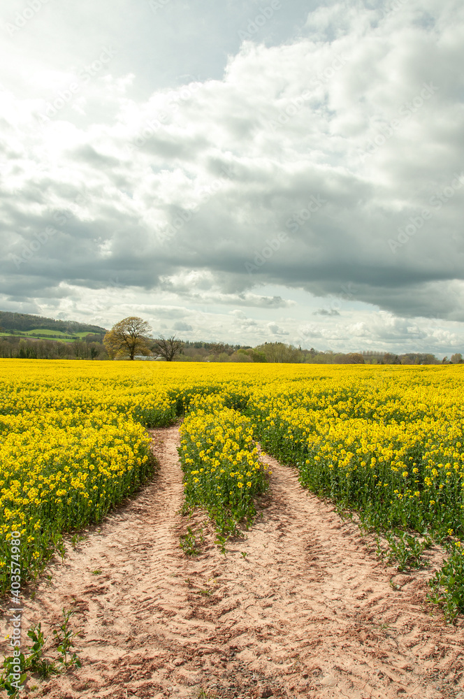 Canola crops in the English countryside.